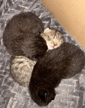 BKH-Kitten gesund, verschmust & familiengeprägt