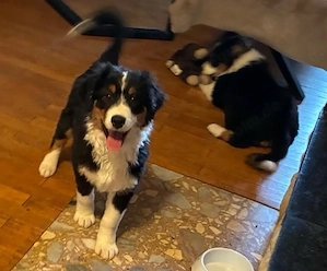 Australian Shepherd Rüde 