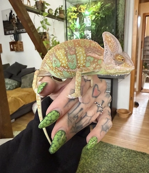 Loko sucht ein neues Zuhause