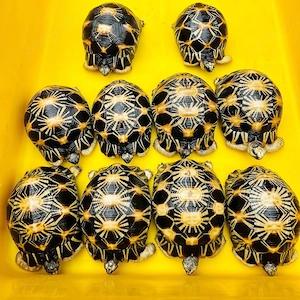 In Gefangenschaft gezüchtete Schildkröten mit CITES-Papieren.