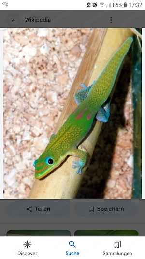 Phelsuma laticauda laticauda 