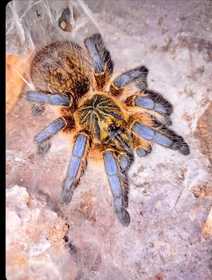 Hapactira pulchripes Nachzucht