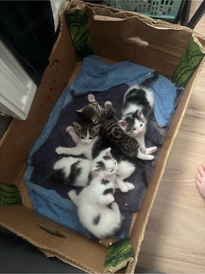 Wunderschöne babykatzen