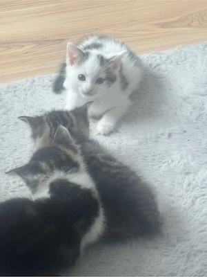 Wunderschöne babykatzen