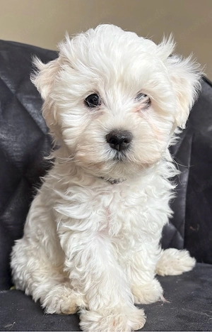 kleiner maltipoo rüde 