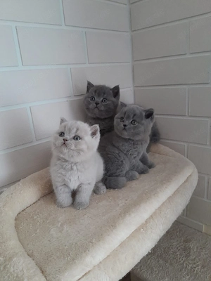 BKH Kitten  Bild 3