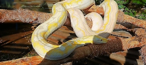 Netzpython  Bild 5