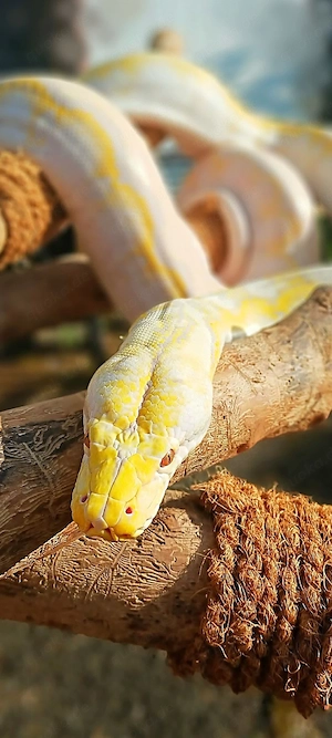 Netzpython  Bild 9