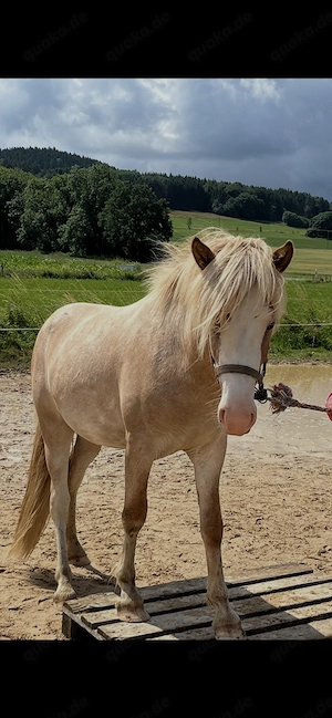 Wundervoller Isländerhengst