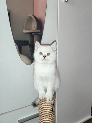  2 BKH Kater  (blaue Augen)