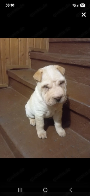 shar pei sucht neues zuhause