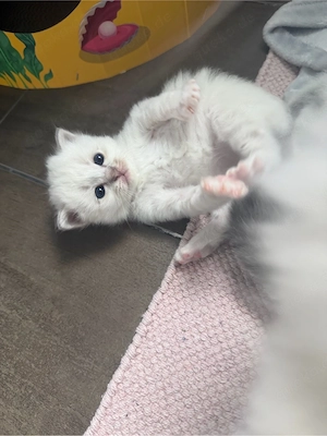3 Reinrassige Heilige Birma Kitten