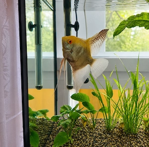 Skalar (ca. 6 Jahre, männlich) sucht neues Zuhause