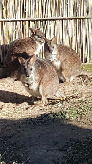 1,1 Parmakänguru Notamacropus  parma