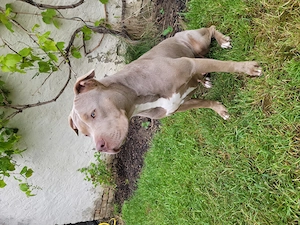 *American bully Hündin mit Abkc papieren*