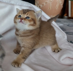BKH Kitten reinrassig
