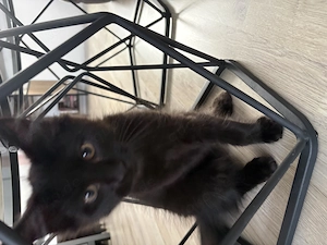 Reinrassige Maine Coon kitten 