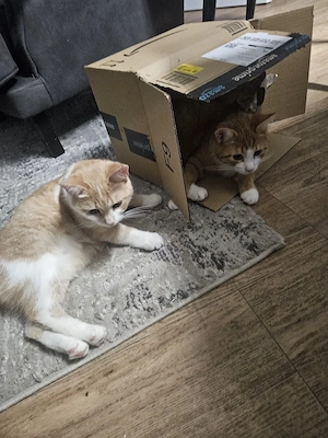 2 liebevolle Katzen in gute Hände abzugeben 