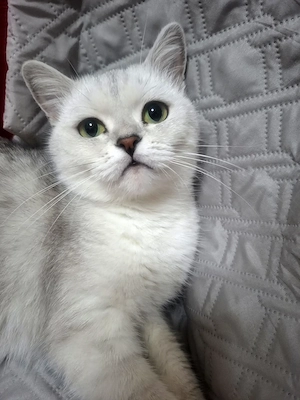 Britisch kurzhaar Katze