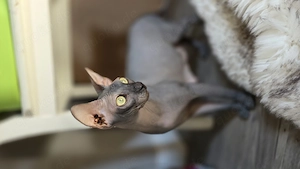 Sphynx Mädchen sucht zu Hause für immer