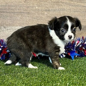 Chihuahua-Hündin sucht ein neues Zuhause