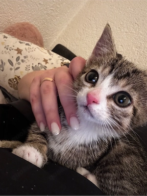 baby kitten 