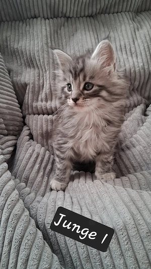 Meine coon kitten 