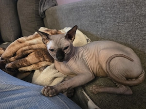 Sphyngs Kater