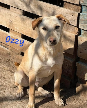 Junger Charmeur sucht sein großes Glück: Ozzy wartet auf dich!