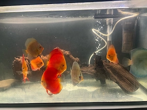 aquarium led eheim