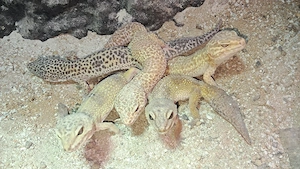 8 Leopardgeckos 