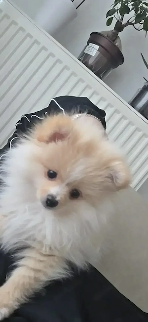 Reinrassige Pomeranian Zwergspitz Welpen