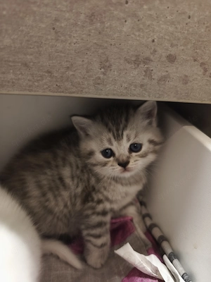 Britisch Kurzhaar Kitten 