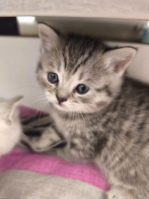 Britisch Kurzhaar Kitten 