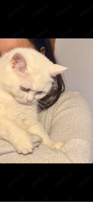 Bkh Katze zu abgeben