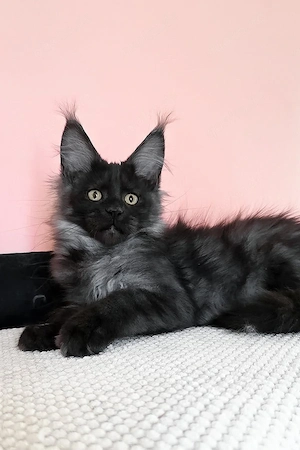 Maine Coon Mädchen in Black Smoke 13 Wochen alt, geimpft & entwurmt