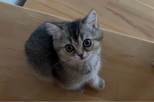 Reinrassige BKH kitten Golden Shaded (ny11) noch 1 Weibchen übrig! mit grünen Augen( Abholbereit)