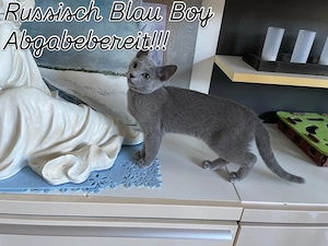 Abgabebereit!Reinrassige Russisch Blau Kitten mit Stammbaum