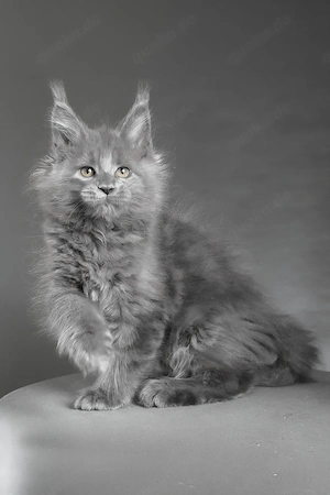Maine Coon Kater abzugeben 13 Wochen