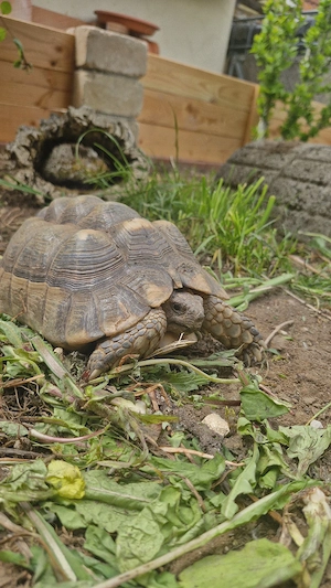 männliche Breitrandlandschildkröte 