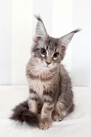 Zauberhafte Maine Coon Kätzin 4 Monate Silver Tabby & sehr verspielt