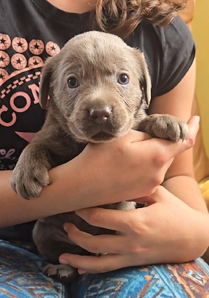 Labrador Welpen mit Ahnentafel 
