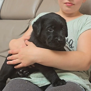 Labrador Welpen mit Ahnentafel  Bild 2