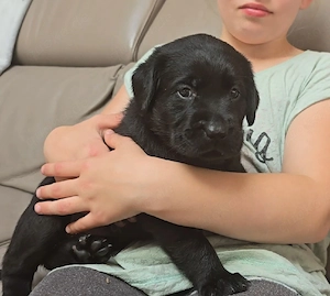 Labrador Welpen mit Ahnentafel 