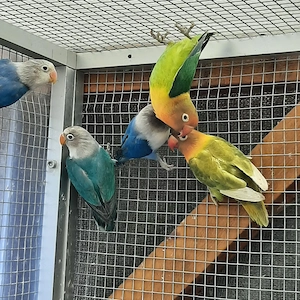 Biete zuchtreife Agaporniden von 12 bis 15 Monaten an. Bild 3