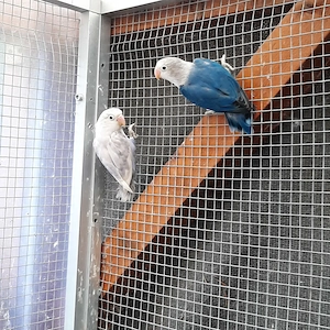 Biete zuchtreife Agaporniden von 12 bis 15 Monaten an. Bild 2
