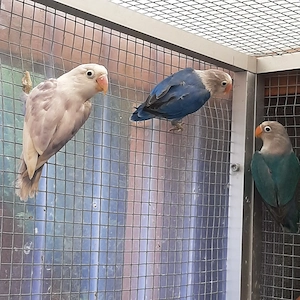 Biete zuchtreife Agaporniden von 12 bis 15 Monaten an. Bild 5