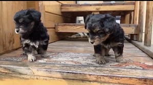 Verdoppeln Sie den Ärger, doppelt so viel Liebe: Treffen Sie diese perfekten Welpen