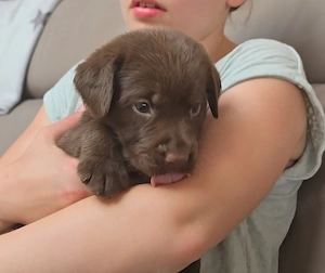 Labrador Welpen mit Ahnentafel  Bild 3