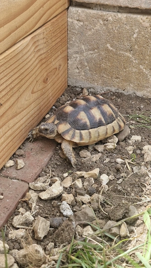 4 Breitrandlandschildkröten Nachzucht